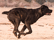 Fierce dog Cane Corso running picture