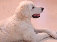 Pictures of elegant posture of adult Great Pyrenees dogs