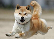 Pictures of flying miniature Akita dogs