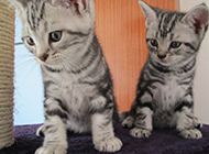 Pictures of two cute purebred American shorthair cats