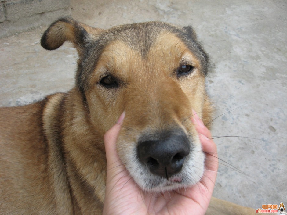 Chinese pastoral dog funny head picture