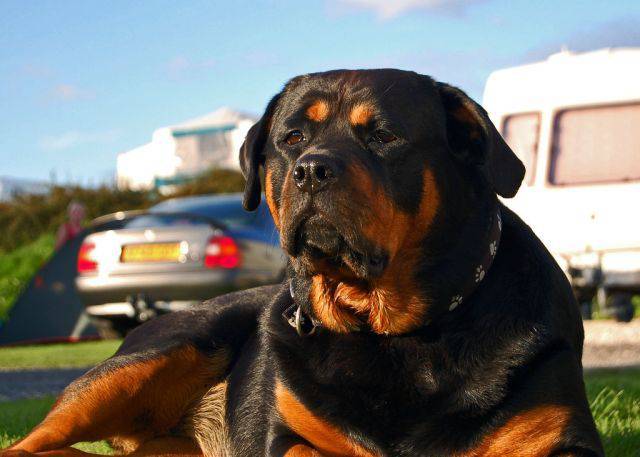 Pictures of Rottweiler dogs with arrogant eyes