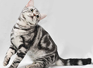Pictures of naughty and active purebred American shorthair cats