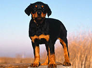 Pictures of loyal and handsome Rottweiler puppies