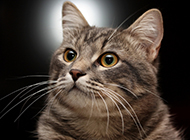 British shorthair silver tabby cat curious expression picture