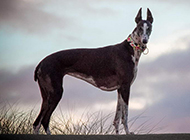 Pictures of purebred greyhounds with perfect bodies