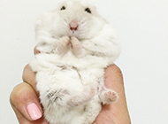 Petite and cute milk tea hamster pictures