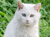 Pictures of quirky white cats with blue eyes