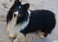 Pictures of handsome Shetland Sheepdog with sincere eyes