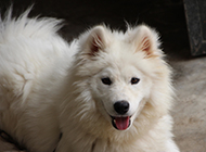 Pictures of handsome Samoyed dogs sticking out their tongues