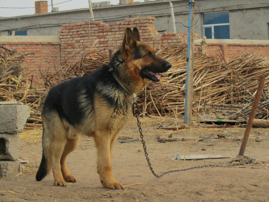 Pictures of black-backed dogs strengthening their body