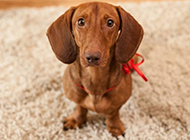 Pictures of sincere eyes of small dachshunds