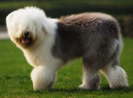 Pictures of Old English Collie Dogs playing happily outdoors