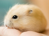 Cute pudding hamster small and exquisite pictures