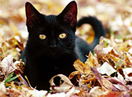Bombay cat pictures look well-behaved and obedient