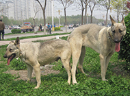 Pictures of Chinese Wolf Blue Dog playing outdoors