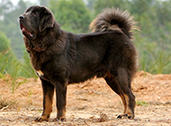 Pictures of pure blood Tibetan Mastiff dogs, strong and tall