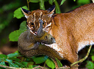 Asian golden cat hunting pictures in the wild