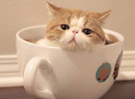 Cute and lazy teacup cat pictures
