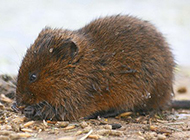 A collection of pictures of voles eating food