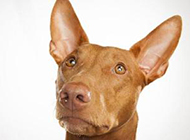 Close-up picture of Pharaoh Hound's head