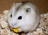 Cute little pudding hamster pictures