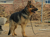 Pictures of black-backed dogs strengthening their body