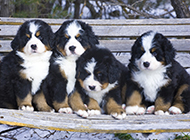 Naughty and cute pictures of little Bernese Mountain Dogs