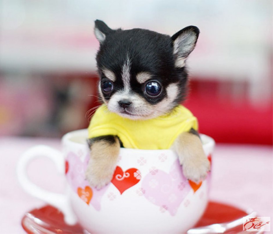 Aesthetic Pictures of Pocket Dog Breeds Teacup Dogs