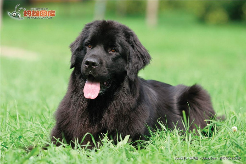 Cute picture of a little Newfoundland dog sticking out its tongue naughtily