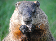 Pictures of pet marmot acting cute and coquettish