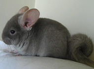 Pictures of quiet and docile South American chinchillas