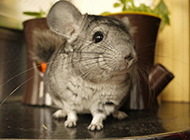 Cute and cute pictures of South American chinchillas