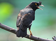 Talking Myna Bird Pictures Wallpaper Selection
