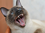 Picture of modern Siamese cat with frightened expression