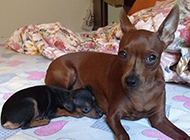 Pictures of docile and well-behaved fawn puppies