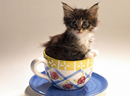 A collection of the cutest teacup cat pictures and wallpapers