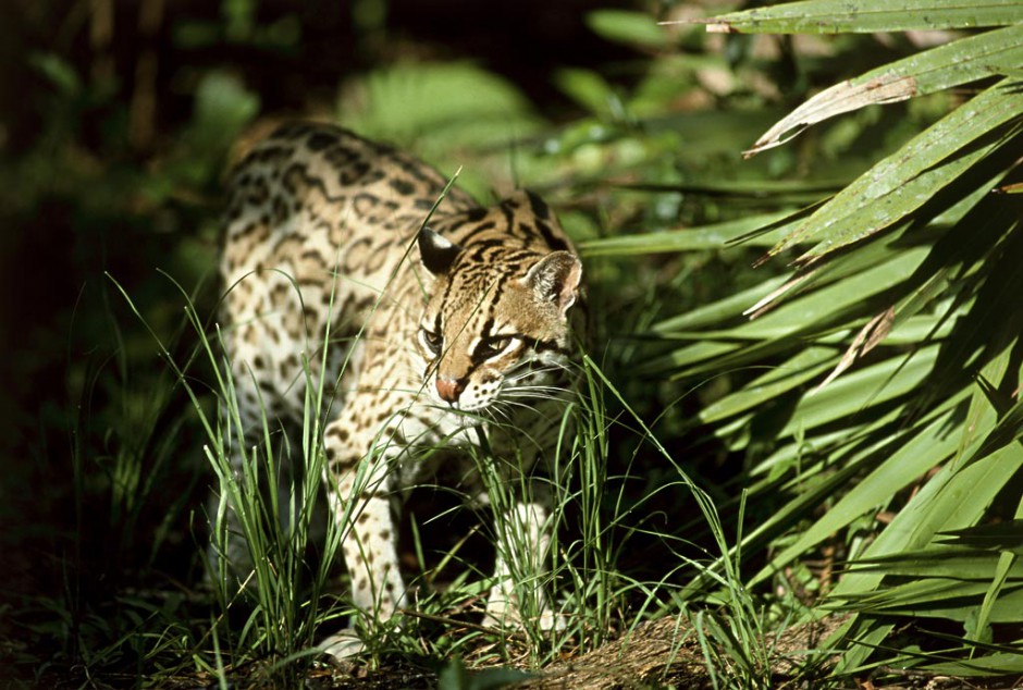 Pictures of purebred Bengal cats living in the wild