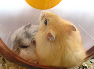 Picture collection of pudding hamster on the roller