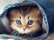 Picture of super cute Persian cat sticking its head out