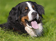 Bernese Mountain Dog naughty tongue pictures