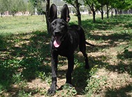Pictures of the naughty black wolfdog in Mojie