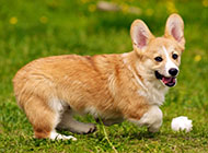 Welsh corgi dog playing in the grass picture