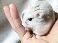 A collection of pictures of milk tea hamsters that are not afraid of people
