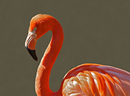 Photography pictures of flamingos, my country's ornamental birds