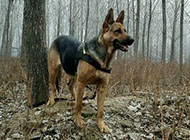 German smart black-backed dog picture