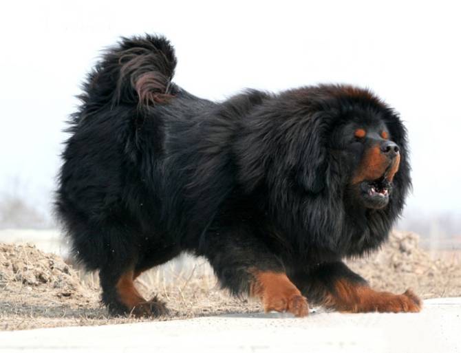 Pictures of domineering posture of lion Tibetan mastiff dogs