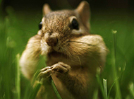 Cute chipmunk pictures that are not afraid of animals