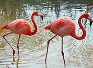 Pairs of animals flamingo photography pictures