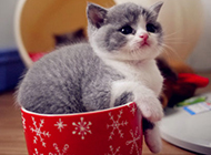A collection of cute pictures of teacup cats
